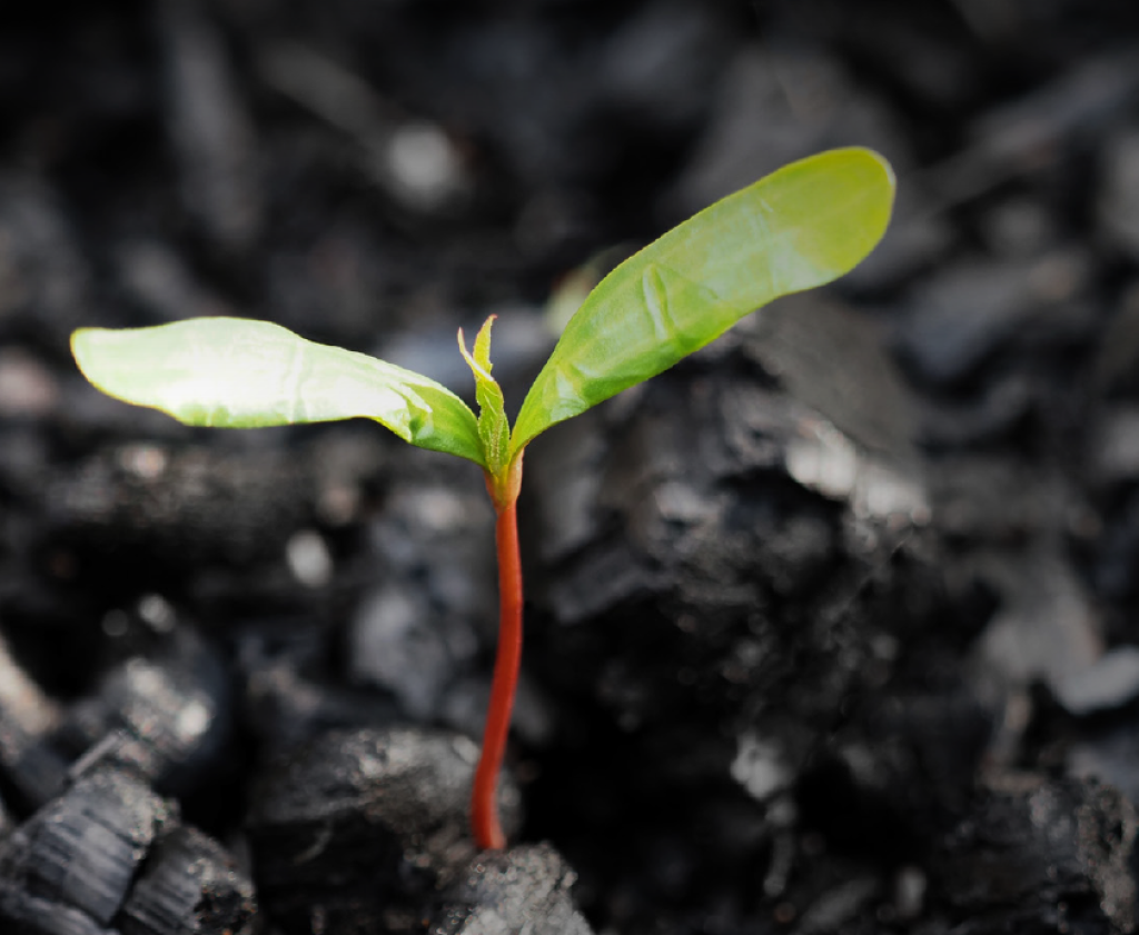 İklim Krizi ve Enerji Arz Güvenliği Baskısı Altında Kömürün Geleceği