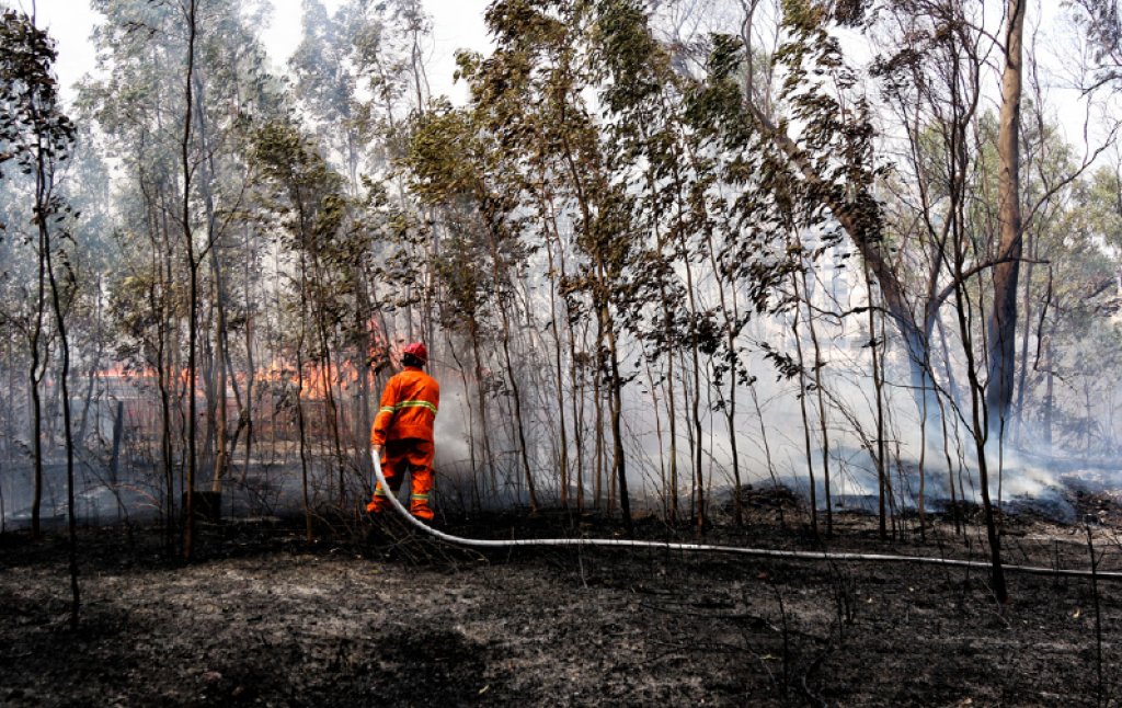 DOĞAL AFETTEN TOPLUMSAL KRİZE: Türkiye’ de Orman Yangınlarının Çok Boyutlu Analizi